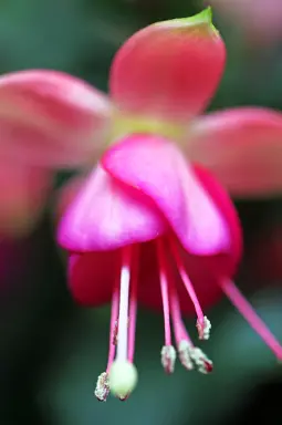 Myoreflextherapie & Osteopathie